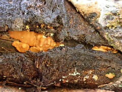 Trichoderma sulphureum