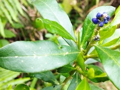 Monnina obtusifolia