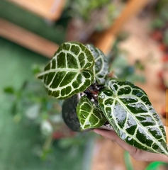 Fittonia albivenis
