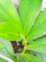 Costaceae
