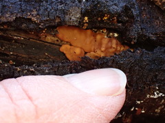 Trichoderma sulphureum