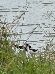 Himantopus mexicanus knudseni