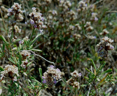 Limonium suffruticosum