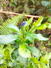 Monnina obtusifolia