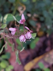 Desmodium incanum