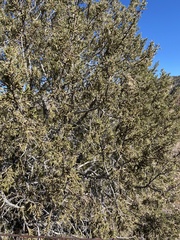 Juniperus