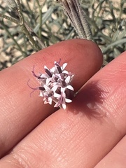 Palafoxia arida arida