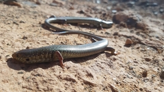 Chalcides polylepis