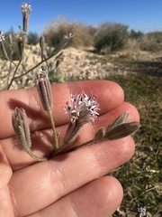 Palafoxia arida arida