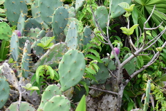 Opuntia anahuacensis