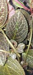Fittonia albivenis