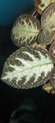 Episcia cupreata
