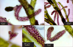 Stylonema cornu-cervi