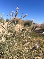 Palafoxia arida arida