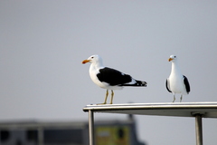 Larus dominicanus