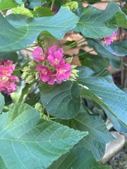Dombeya acutangula