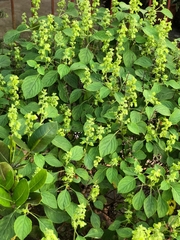 Ocimum campechianum