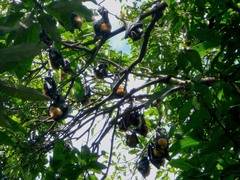 Pteropus conspicillatus