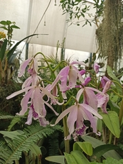 Cattleya trianae