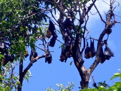 Pteropus conspicillatus