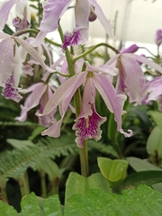Cattleya trianae