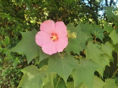 Hibiscus mutabilis