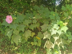 Hibiscus mutabilis