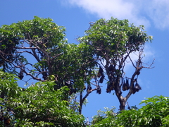 Pteropus conspicillatus
