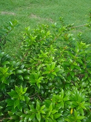 Allamanda cathartica