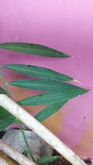 Zingiber officinale