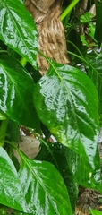 Syngonium podophyllum