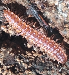 Pseudopolydesmus