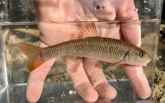 Nocomis leptocephalus