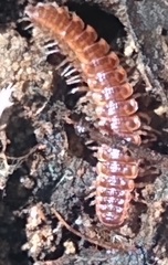Pseudopolydesmus