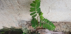 Phyllanthus amarus