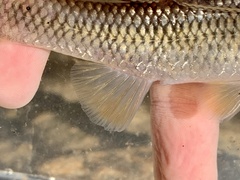 Nocomis leptocephalus