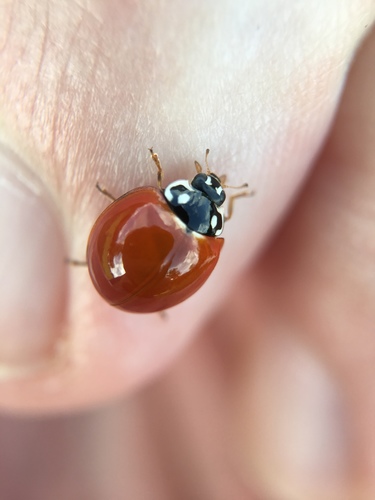 Spotless Lady Beetle photographed in Louisiana