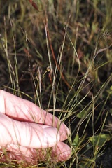 Aristida dichotoma