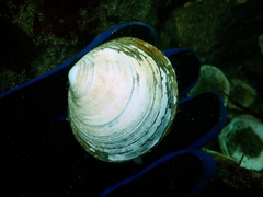 Semele