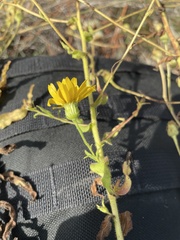 Chrysopsidinae