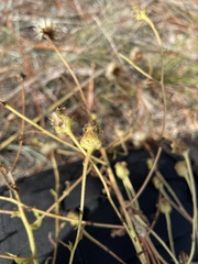 Chrysopsidinae