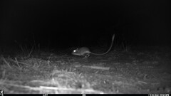 Dipodomys californicus