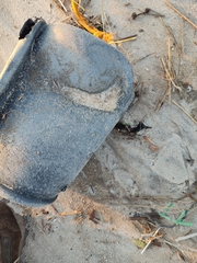 Eurynebria complanata