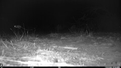 Dipodomys californicus