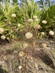 Chrysopsidinae
