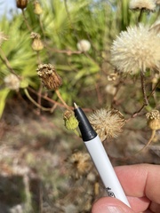 Chrysopsidinae