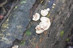 Trametes ochracea