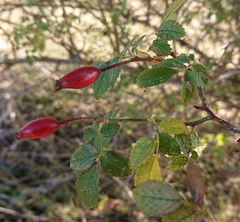 Rosa micrantha