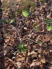Ilex opaca