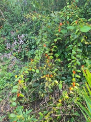 Passiflora coccinea